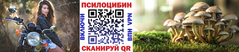 shop клад  Королёв  Псилоцибиновые грибы Psilocybine cubensis 
